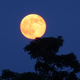Illustration for article titled 19 Stunning Photos of The Year's Biggest, Most Beautiful Moon So Far